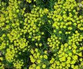 Euphorbia cyparissias